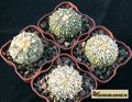 ASTROPHYTUM  asterias cv.Superkabuto